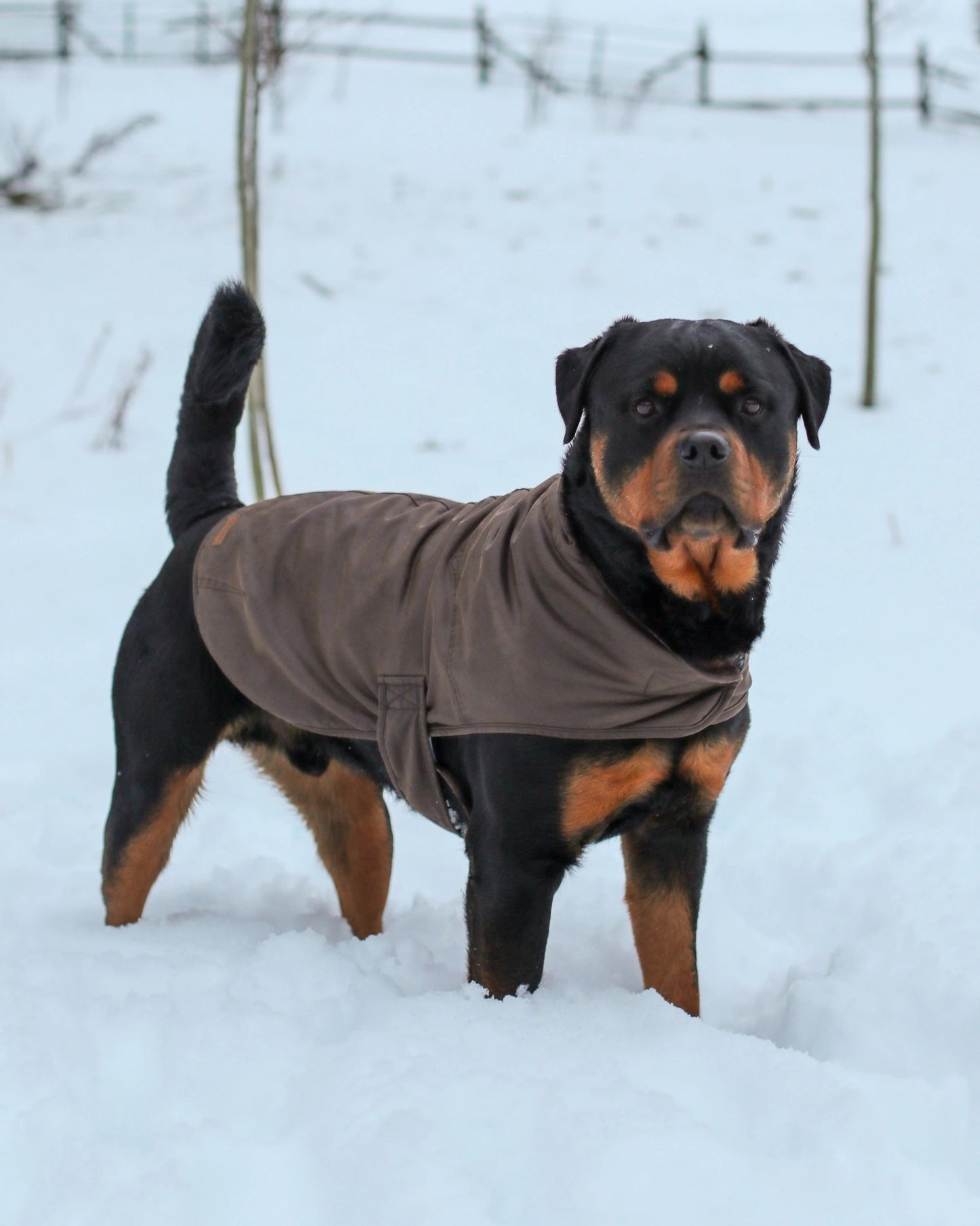 Outback Trading Marty Dog Coat