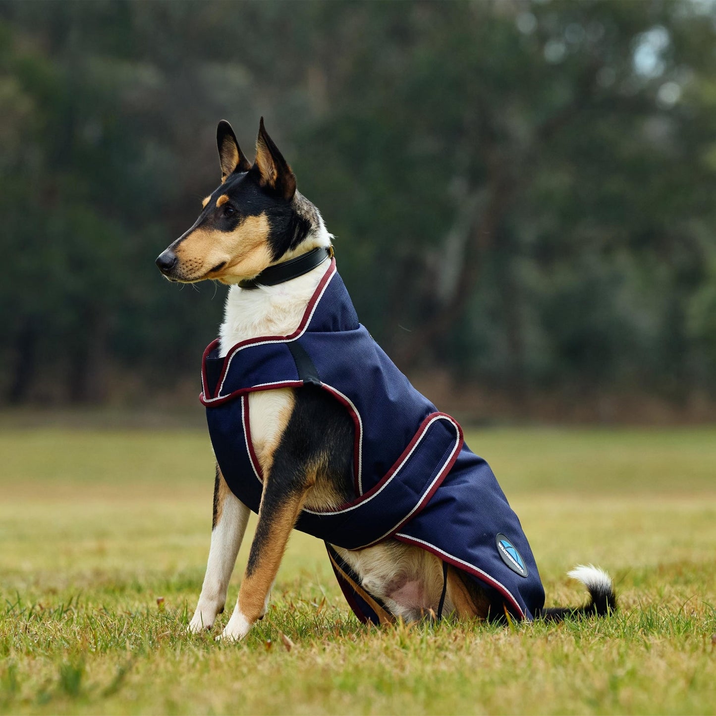 Weatherbeeta ComFiTec Premier Deluxe Waterproof Dog Coat