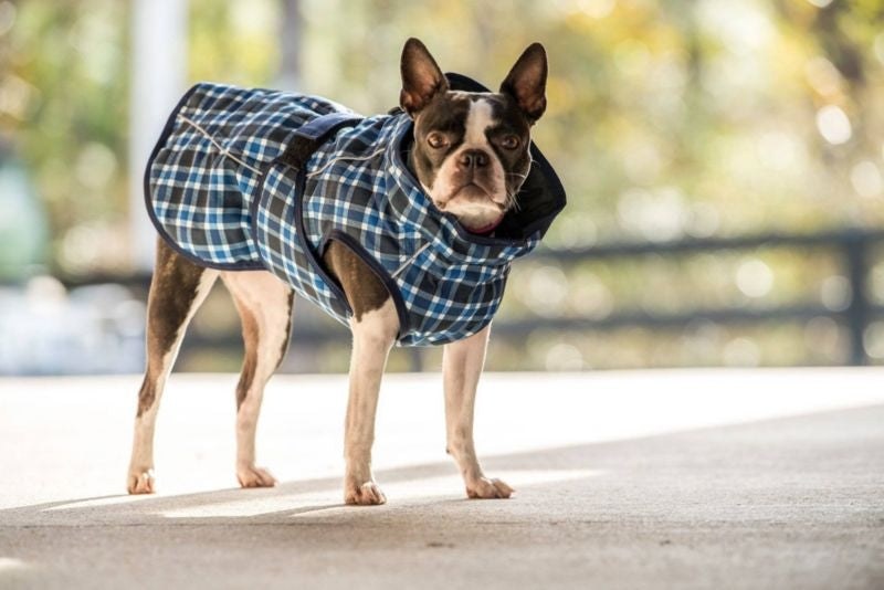 FITS Dog Coats