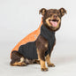 Back on Track Eddie High Visibility Dog Jumper